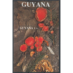 Guyana block 37 **